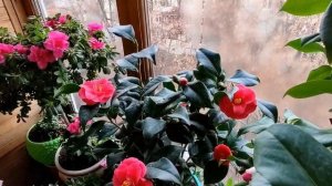 КАМЕЛИЯ. КАМЕЛІЯ.  CAMELLIA Lady Campbell vs Doctor King