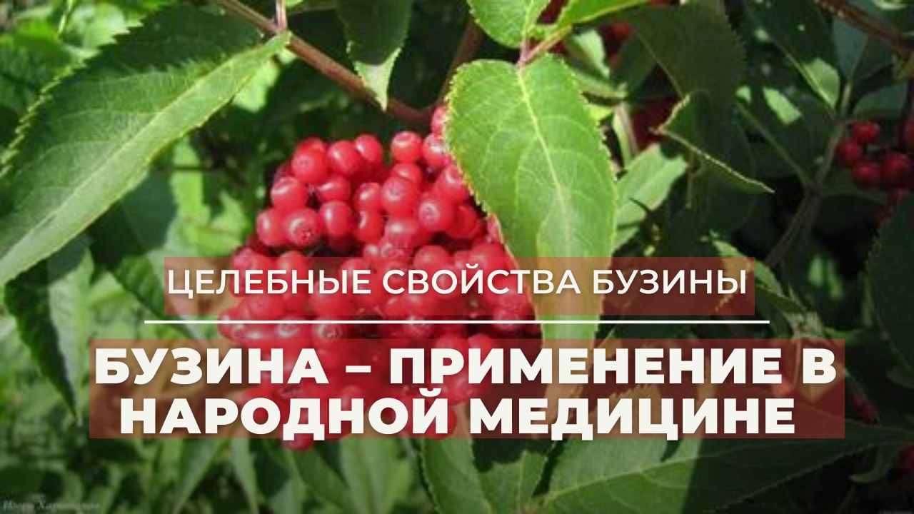 БУЗИНА ПРИМЕНЕНИЕ В НАРОДНОЙ МЕДИЦИНЕ. РЕЦЕПТ НАСТОЯ БУЗИНЫ. Бузина целебные свойства. смотреть онлайн