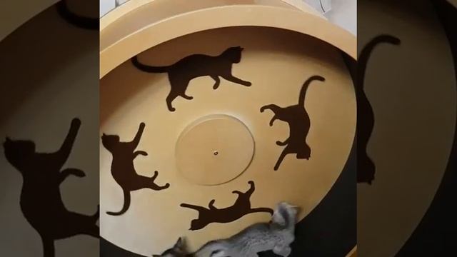 Беговое колесо-тренажёр для кошек DogWood (Догвуд) Catwheel