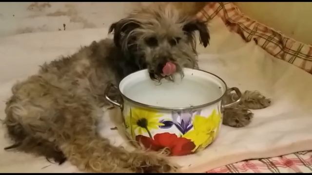 Один шанс из тысячи чтобы выжить -Тотошка_The exhausted dog is on the verge of death смотреть онлайн