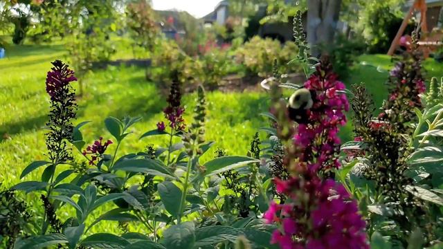 Plant Showcase: Miss Molly Buddleia (Butterfly Bush) смотреть онлайн