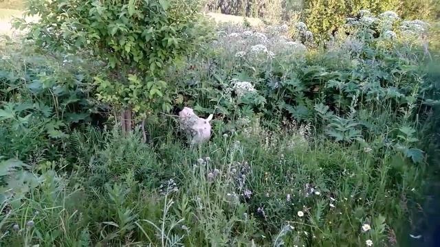 Борщевик. Чем кормить коз. Чем опасен борщевик. смотреть онлайн