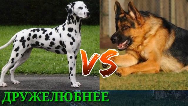 #Далматинец против Немецкой овчарки//Animals Battle// смотреть онлайн