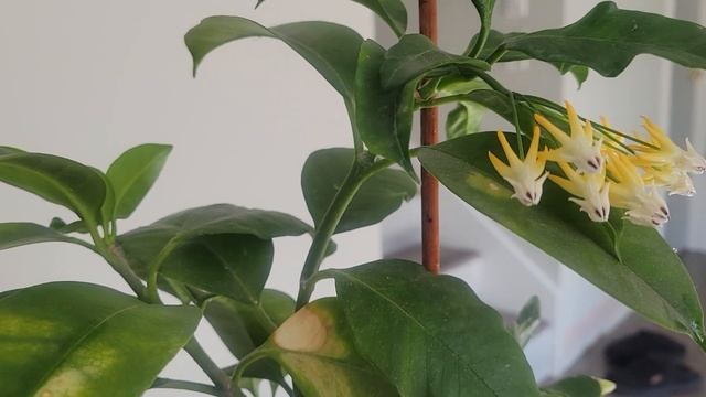 Hoya Multiflora, Shooting star. Flowering. Цветение хойи многоцветковой и уход за ней. смотреть онлайн