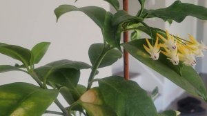 Hoya Multiflora, Shooting star. Flowering. Цветение хойи многоцветковой и уход за ней.