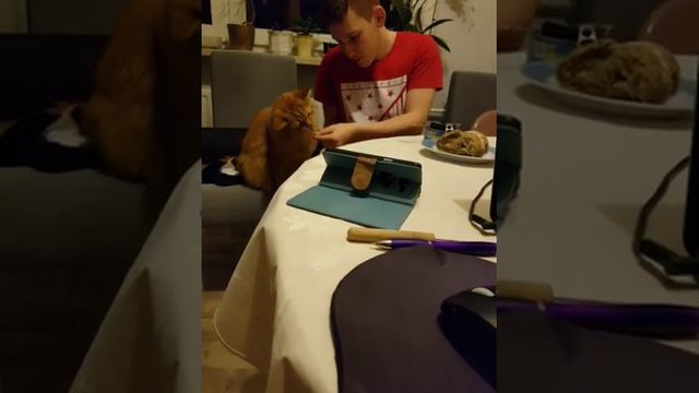 Сэмичка учуял запах тунца и хочет тоже поесть. Main Coon. 07 01 21 смотреть онлайн