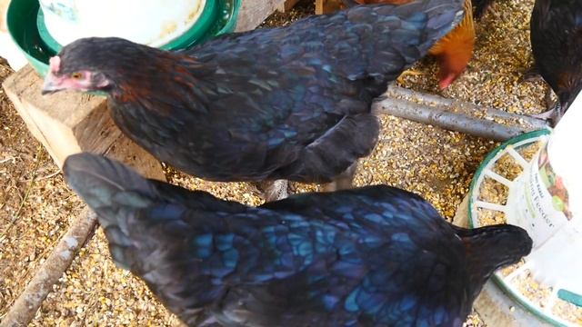 Easter Egger , Olive Egger , Welsummer , French Black Copper Marans Третий курятник.