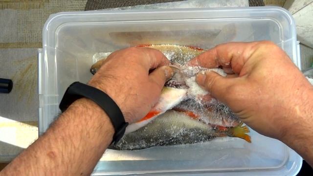 Окунь горячего копчения! как закоптить окуня!