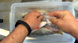 Окунь горячего копчения! как закоптить окуня!