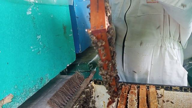 привезли пчёл с каштана начинаем качать каштановый мёд. смотреть онлайн