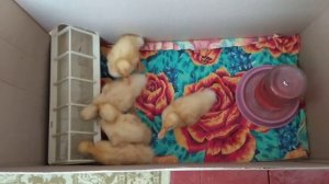 Выращивание утят в домашних условиях Чем кормить утят?