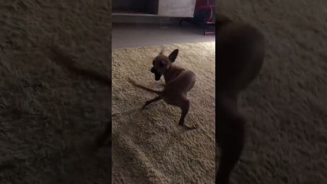 Agora eu entendo por que cortam os rabis deles kkkk смотреть онлайн