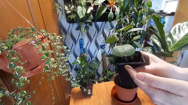 Моя небольшая коллекция фикусов. смотреть онлайн