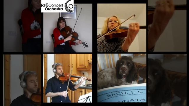 Don't Get Around Much Anymore - RTÉ CO Violas смотреть онлайн