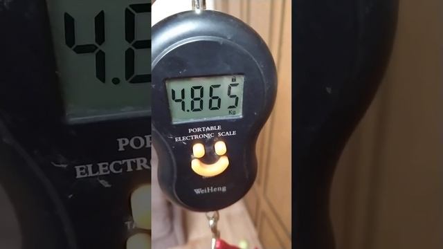 #shorts Сколько весит кошка. смотреть онлайн