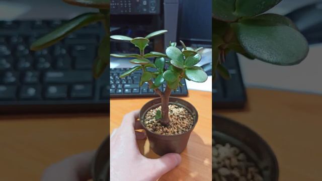 Крассула овата / денежное дерево смотреть онлайн