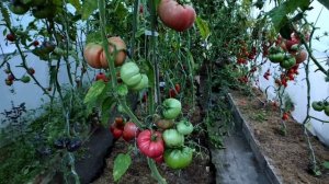 Сорт томата, который был высажен в теплицу в конце мая, Сызранская розовая ранняя.