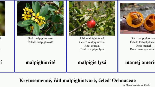 Krytosemenné, řád malpighiotvaré, čeleď Ochnaceae len angiosperms acerola tupa mučenka Fuse úpor смотреть онлайн