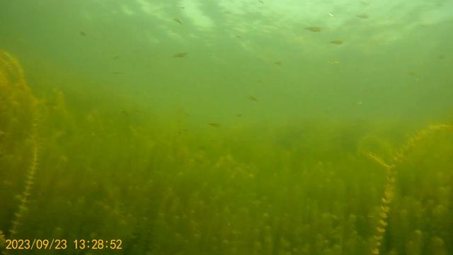 Кто водится в карьере Притыкино? смотреть онлайн