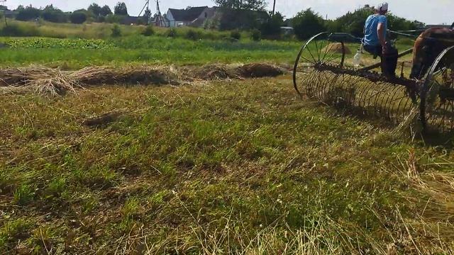 Заготовка сена конной грабилкой на кобыле Лагуне смотреть онлайн