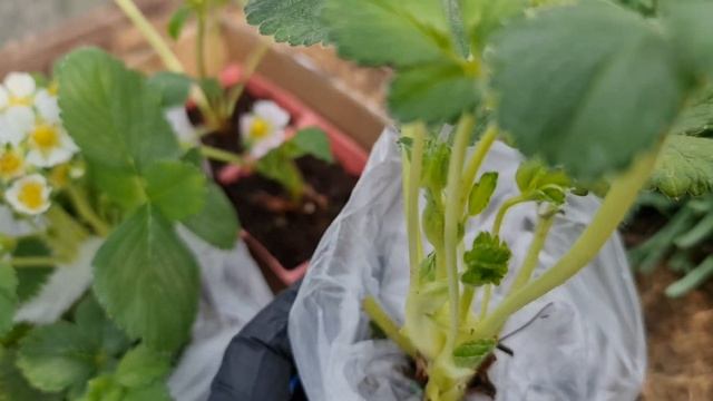 ЯГОДЫ уже ЧЕРЕЗ ДВЕ НЕДЕЛИ! НЕОБЫЧНЫЙ способ ВЫРАЩИВАНИЯ КЛУБНИКИ смотреть онлайн