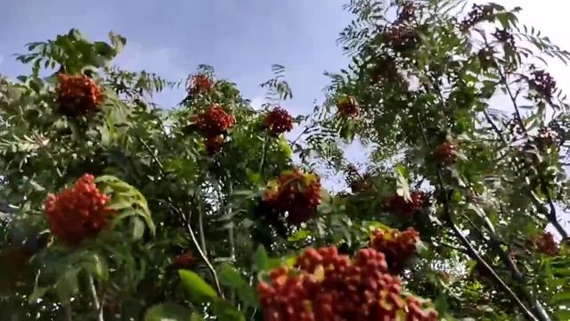 Лена и Ваня LIFE// Ленок либо врет, либо плохо считает// Обзор ?видео// смотреть онлайн