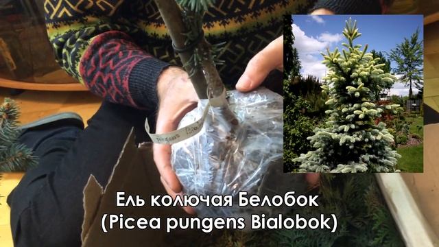 Новые, сортовые голубые ели и туи для размножения черенками. Разбираю посылку. смотреть онлайн
