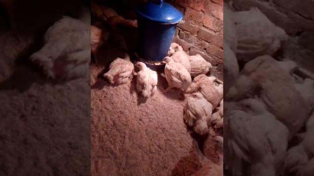 Выращивание Кобб-500/Сколько нужно корма на бройлера смотреть онлайн