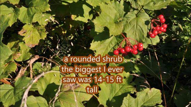 Quick Facts on American Cranberry Bushes If planting your own seed, it takes 2 years for them to смотреть онлайн