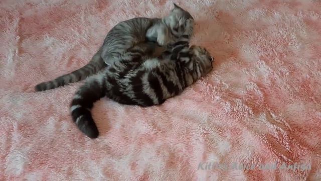 КОТЯТА ДЕРУТСЯ или РАЗВЛЕКАЮТСЯ - Как вы думаете? смотреть онлайн