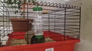 Как ставить поильник для грызунов