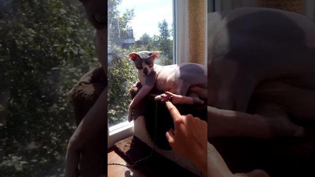 Канадские сфинксы загарают смотреть онлайн