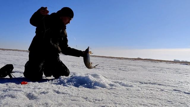 Рыбалка в Казахстане, Весенний клёв щуки на жерлицы. смотреть онлайн