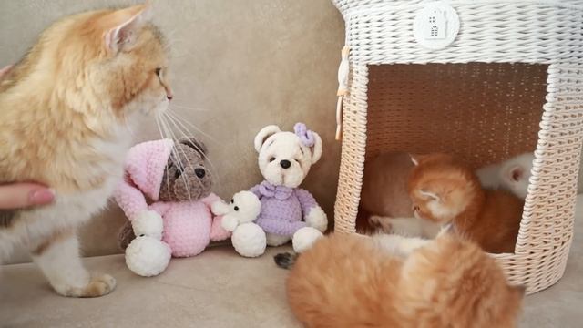 Mom Cat playing and talking to her Cute Meowing baby Kittens смотреть онлайн