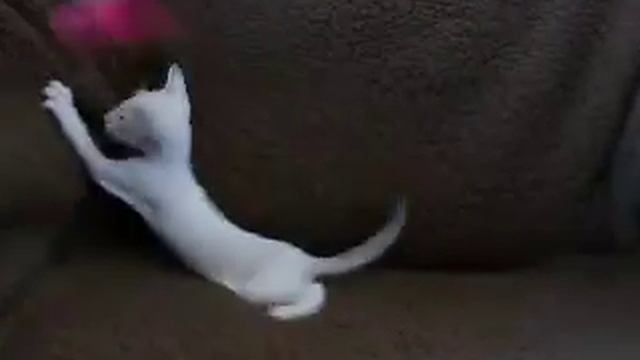 Сиамский котенок на белом - сейшел Hugo D`Aranid смотреть онлайн