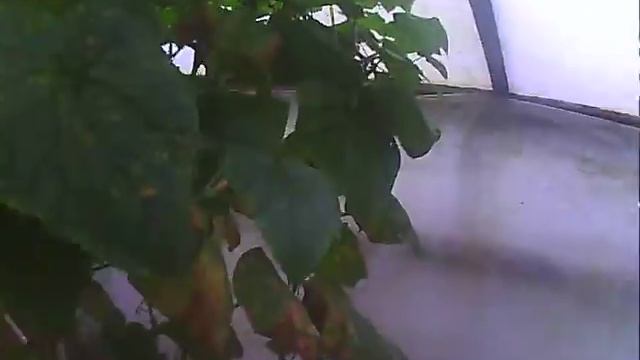 Огурец на конец октября смотреть онлайн