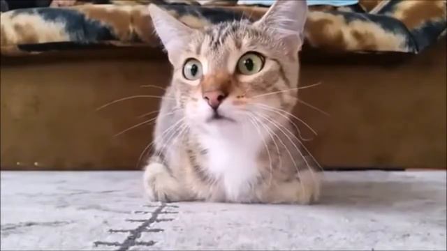 Кошка смотрит ужасы 😂😂😂 лучшие приколы с котами😍 смотреть онлайн