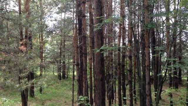 Русский лес летом, пение птиц. Прогулка.Путешествия по Новосибирской области. смотреть онлайн