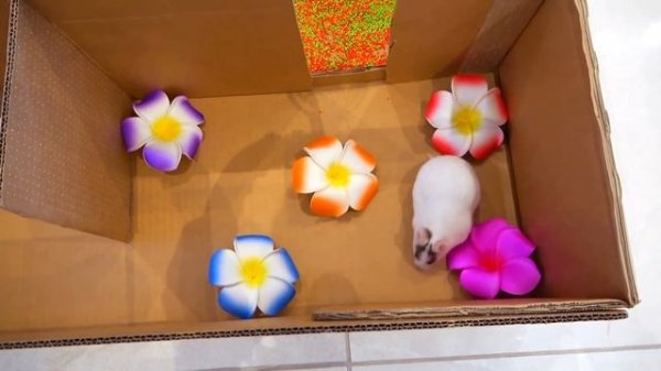 ?HAMSTER Escapes The Awesome MAZE for Pets in real life