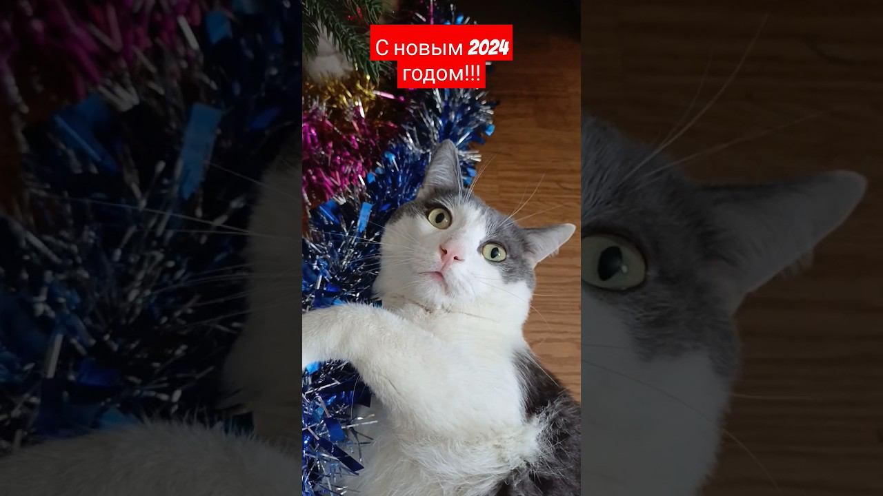 Всех поздравляем с новым 2024 годом!!! Спасибо, что Вы с нами!!! #мурзик #питомец #новыйгод #2024 смотреть онлайн