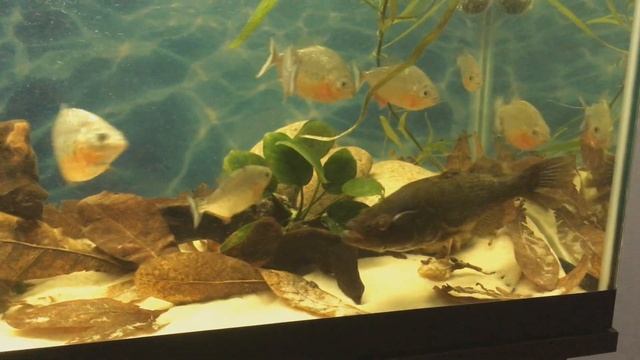 ПИРАНЬИ против ЖИВОГО РОТАНА. Голодные пираньи 18+ смотреть онлайн