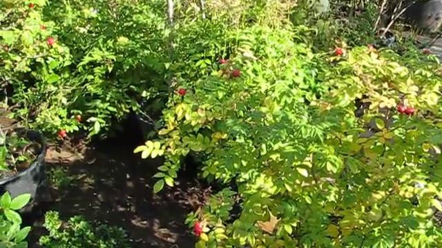 Саженцы шиповника смотреть онлайн