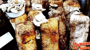 Грибы вешенка из грибных блоков.Итог первого опыта.