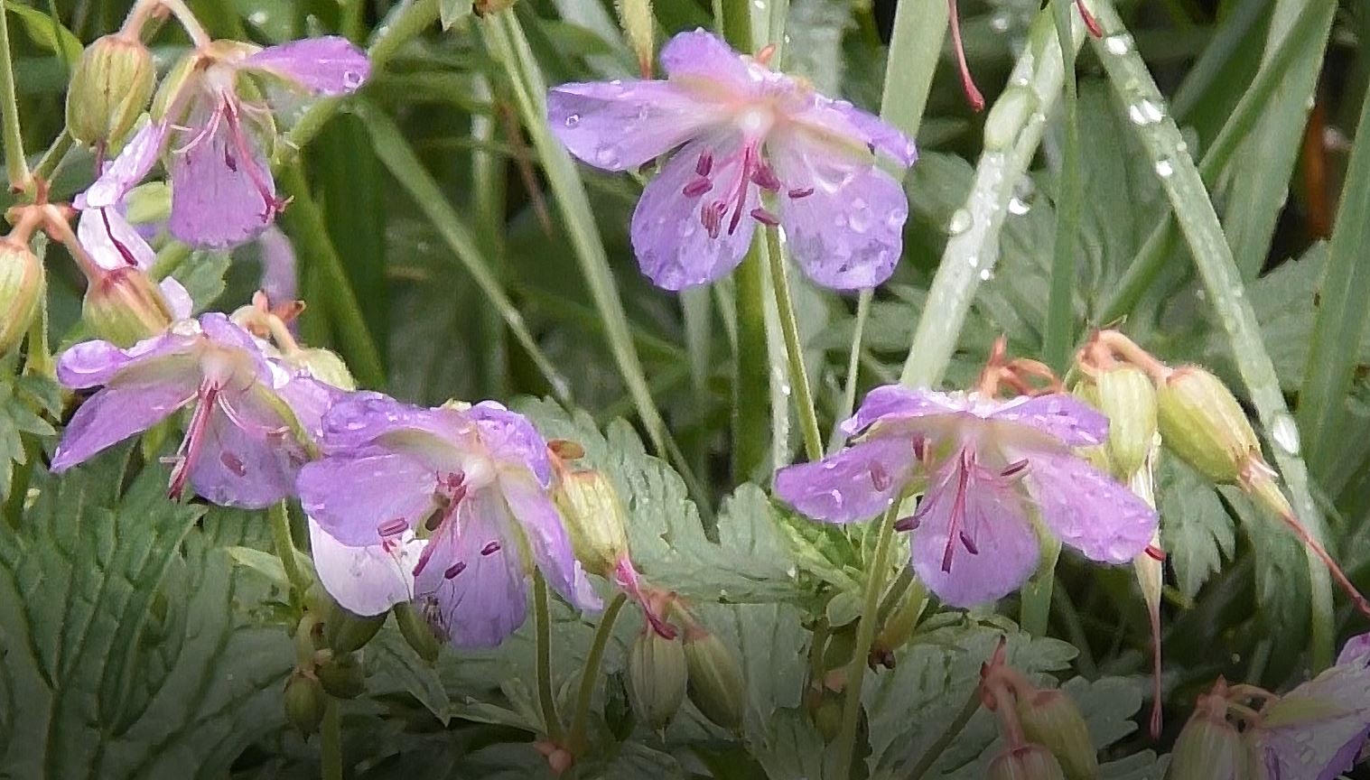 Лекарственное и декоративное растение, Герань Лесная, Geranium sylvaticum Великий Новгород 30.07.22г смотреть онлайн
