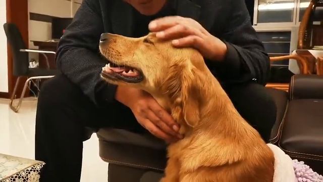 Ретривер пробежал 100 км