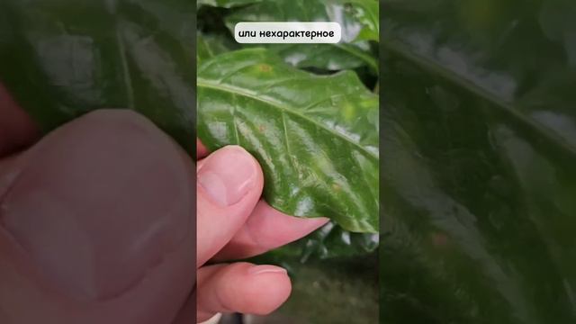 5 правил выбора растений в магазине: запомни, если не хочешь потом расстраиваться