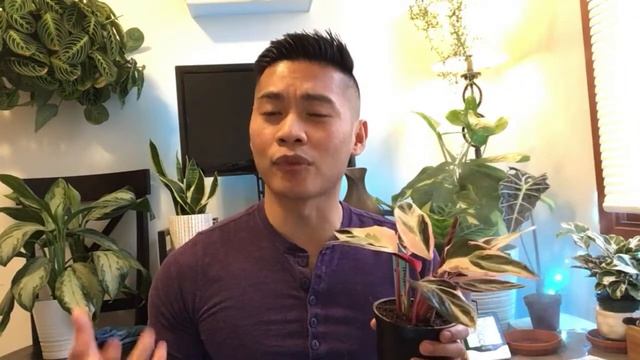 MARCH 2021 PLANT HAUL \\ CALATHEA ZEBRINA + STROMANTHE TRIOSTAR смотреть онлайн