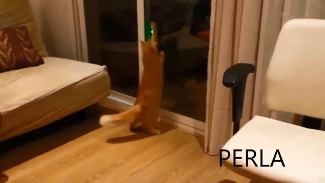 Супер прикол! Смотрим и отрываемся! смотреть онлайн