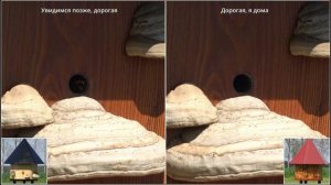 Шмели - Разведение шмелей (2): Тяжелая работа шмелей - Красивая работа шмелей