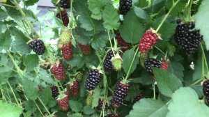 Ежевика Блэк Бьютт 28 июня -  начало массового созревания